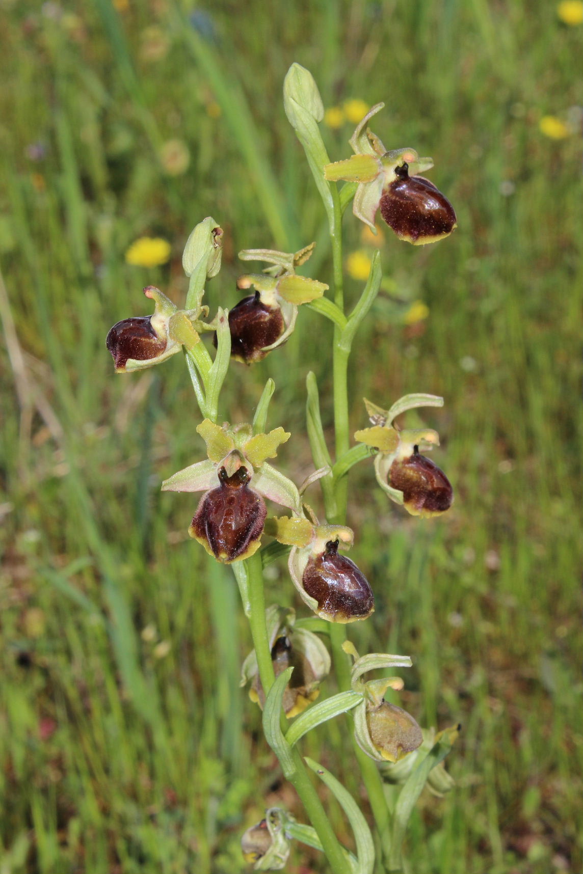 Per Orchidee lungo la piana del fiume Magra (SP)